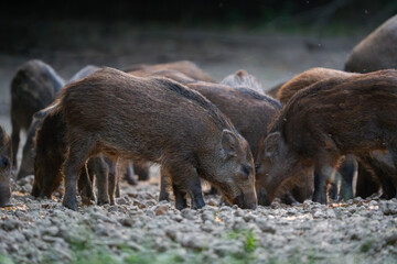 Wild boar piglets feeding
