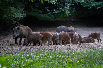 Wild boar family feeding