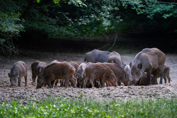 Wild boar family feeding