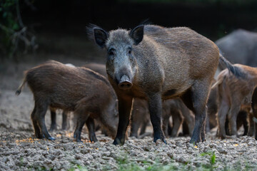 Vigilant mother wild boar with piglets