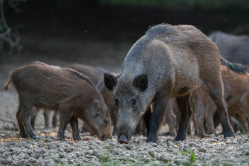 Mother wild boar with piglets
