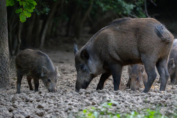 Mother wild boar with piglet