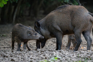 Mother wild boar with piglet