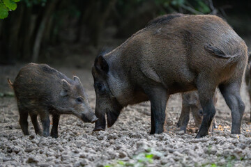 Mother wild boar with piglet