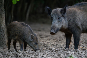 Mother wild boar with piglet