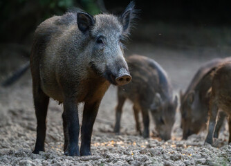 Vigilant mother wild boar with piglets