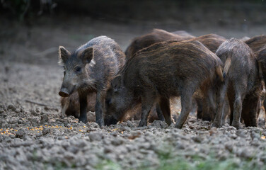 Vigilant wild boar piglet