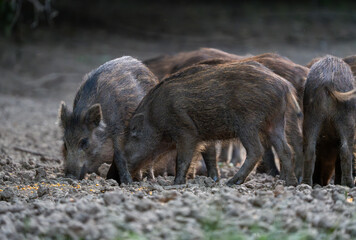 Wild boar piglets feeding
