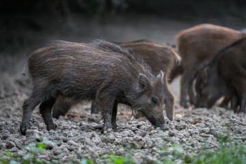 Muddy wild boar piglets feeding