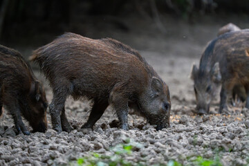 Muddy wild boar piglets feeding