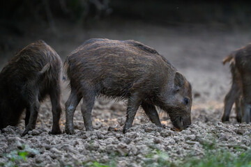 Muddy wild boar piglets feeding