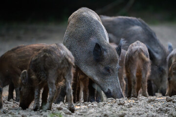 Mother wild boar with piglets