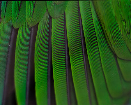 Close-up of vibrant green parakeet feathers. Nature abstract background texture. - Powered by Adobe