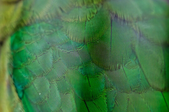 Close-up of vibrant green parakeet feathers. Nature abstract background texture.