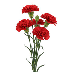 Obraz premium bouquet of red carnations
