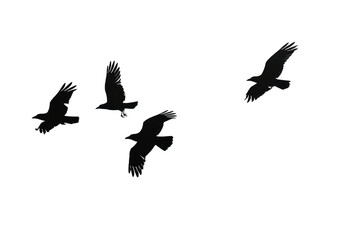 Fototapeta premium Silhouette birds flying skyward gracefully