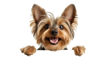 Happy yorkshire terrier dog peeking over a sign isolated on transparent background. Yorkshire terrier smiling with paws on a blank sign isolated on white background.