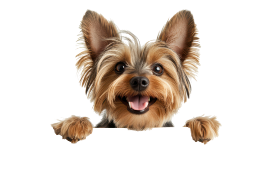 Happy yorkshire terrier dog peeking over a sign isolated on transparent background. Yorkshire terrier smiling with paws on a blank sign isolated on white background.