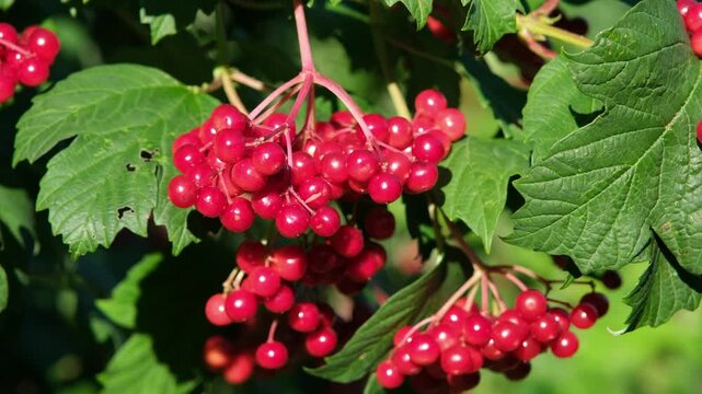 Kugelschneeball Drosselbeerstrauch, Compactum
Viburnum, Pflanzengattung Moschuskrautgew&auml;chse, gr&uuml;ne Bl&auml;tter und rote ungenie&szlig;bare giftige Beeren im Sommer