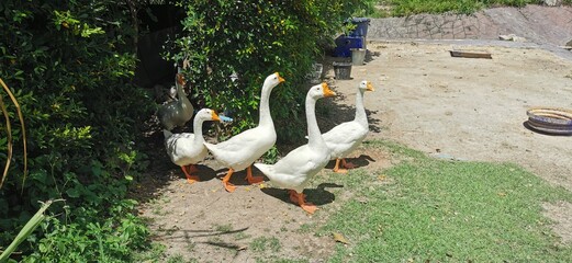 gooses in the nest © chattriya.sr