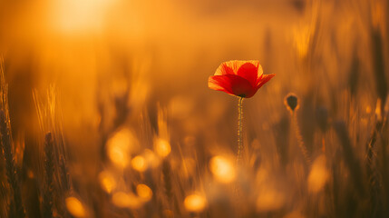 Obraz premium A vibrant red poppy flower in a sunset-lit field, representing remembrance and natural beauty.