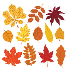 Illustration of various plants and leaves, bright colors transparent background
