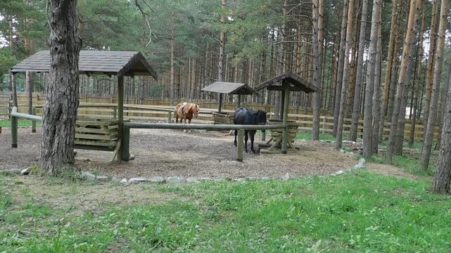Dino Park, Zlatibor Serbia, beautiful horses 2