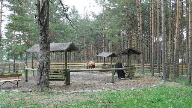 Dino Park, Zlatibor Serbia, beautiful horses 1