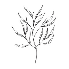 Obraz premium Hand drawn outline plant with leaves icon isolated flat style design.