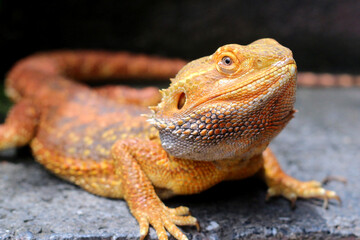 Bearded dragon lizard on Natural Habitat ,(Pogona vitticeps), Australian Bearded Dragon,Close up photo of bearded dragon eating vegetables and worm