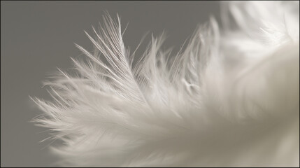 Obraz premium Close-up of a delicate white feather wing, showcasing intricate details in soft, focused light.