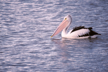Close up of one pelican swimming in the water, Lake Colac, Victoria, Australia