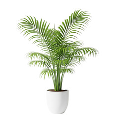 Obraz premium palm tree isolated on white background