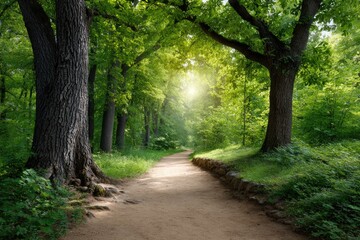 Fototapeta premium Dirt path lined with trees dappled with sunlight shining through the canopy