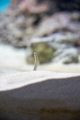 ひょっこり顔を出すチンアナゴ