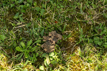 wiese scheiße hund haufen