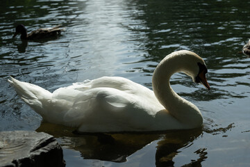 schwan see teich tier