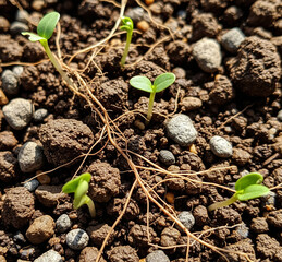 Tiny green seedlings emerge from rich soil, showcasing delicate roots and the promise of new life, symbolizing growth and new beginnings.