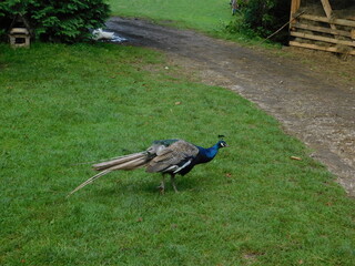Zova ranch, Zlatibor Serbia 4