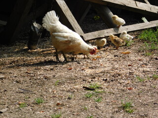Zova ranch, Zlatibor Serbia 3