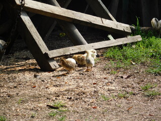 Zova ranch, Zlatibor Serbia 1