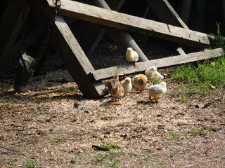 Zova ranch, Zlatibor Serbia 2
