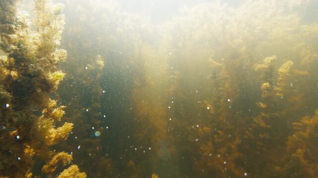 Underwater camera slowly moves forward in the lake full of long plants