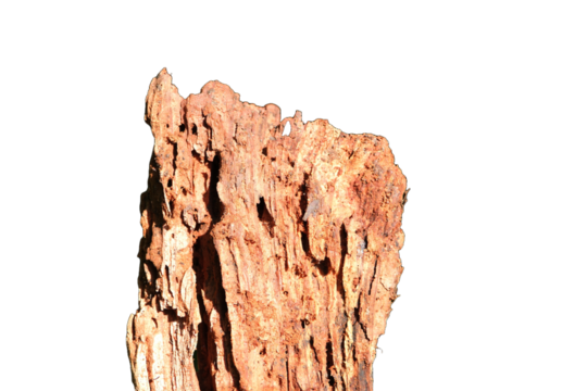 Freigestelltes dekoratives Morsches Holz im Sonnenlicht, verfaultes Holz , Schwemmholz