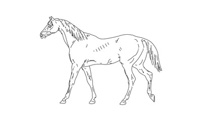 Outline Drawing of a Horse