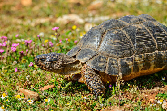 Testudo marginata turtle on grassy field with wildflowers in Skyros Greece