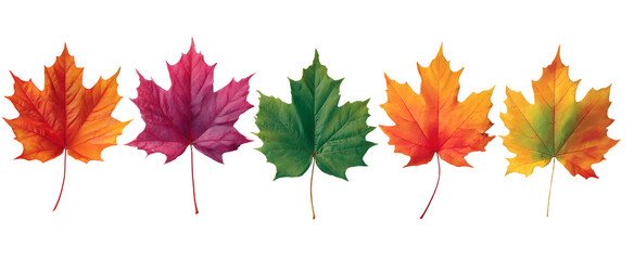 Fototapeta premium Basic_Maple_Leaves