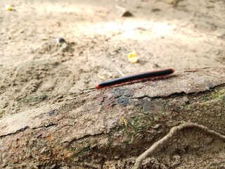 millipede on the ground