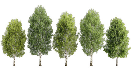 Row of five trees with varying shades of green foliage
