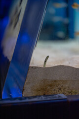 砂から顔を出すチンアナゴ